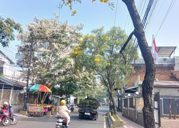 Bunga Tabebuya Bermekaran, Cianjur Mirip di Jepang