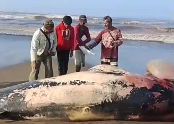 Warga Temukan Bangkai Paus Terdampar di Pesisir Pantai Agrabinta