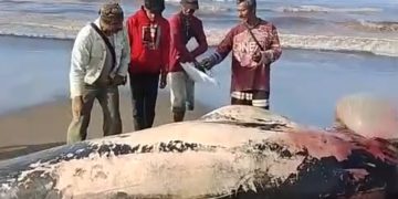 Warga Temukan Bangkai Paus Terdampar di Pesisir Pantai Agrabinta