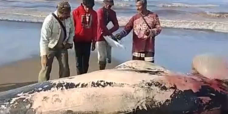 Warga Temukan Bangkai Paus Terdampar di Pesisir Pantai Agrabinta