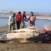 Warga Temukan Bangkai Paus Terdampar di Pesisir Pantai Agrabinta