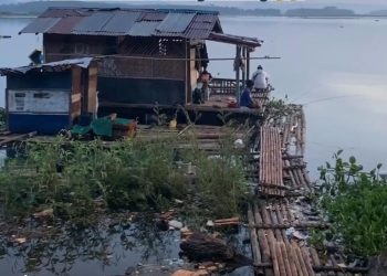Air Waduk Cirata Menyusut, Pembudidaya Ikan Kolam Jaring Apung Terpaksa Panen Lebih Awal